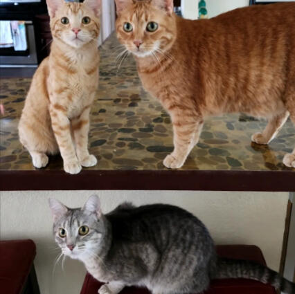 Cats